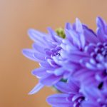 日在校园在线观看完整版:青春校园的热血与爱情 jzgy7w70ci